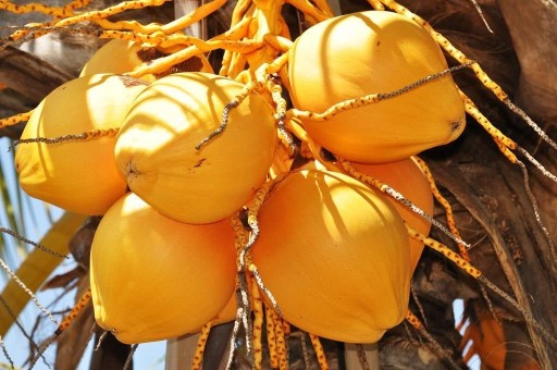 Imam Pasand Mango